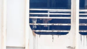 Cattle pictured on the livestock carrier ship Al Kuwait after it docked in Cape Town harbour to take on feed | Report Focus News