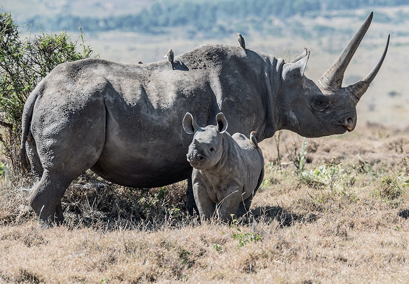 Report Focus News Black Rhinos | Report Focus News