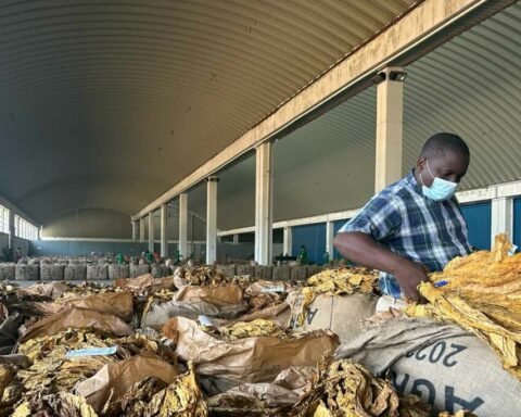 Zimbabwean Growers Worried About Price Fixing | Report Focus News