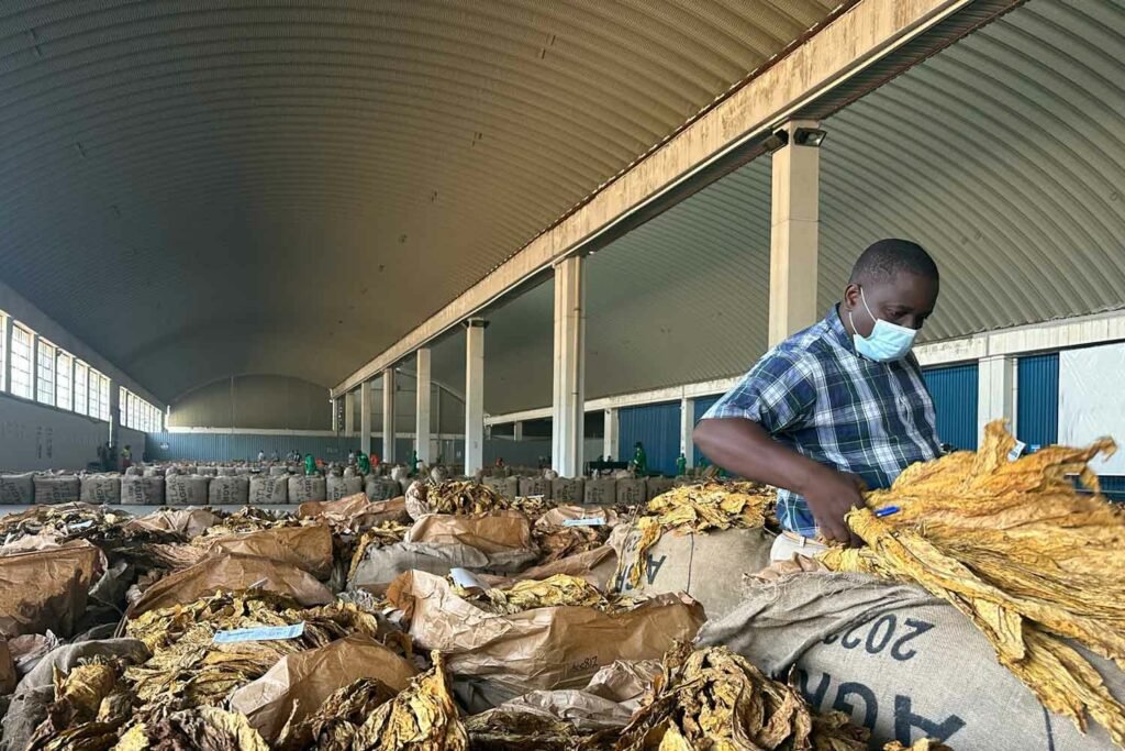 Zimbabwean Growers Worried About Price Fixing | Report Focus News