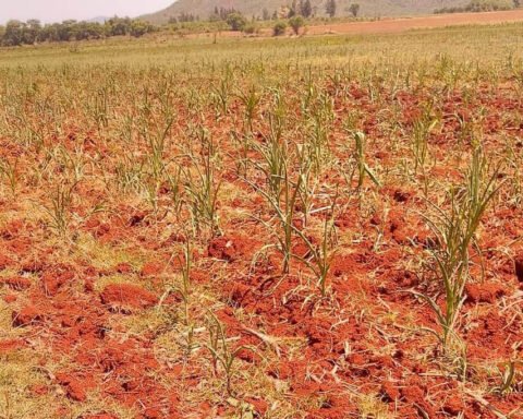 Concerns Arise Over Food Distribution Amid Zimbabwe's Looming Drought Crisis | Report Focus News