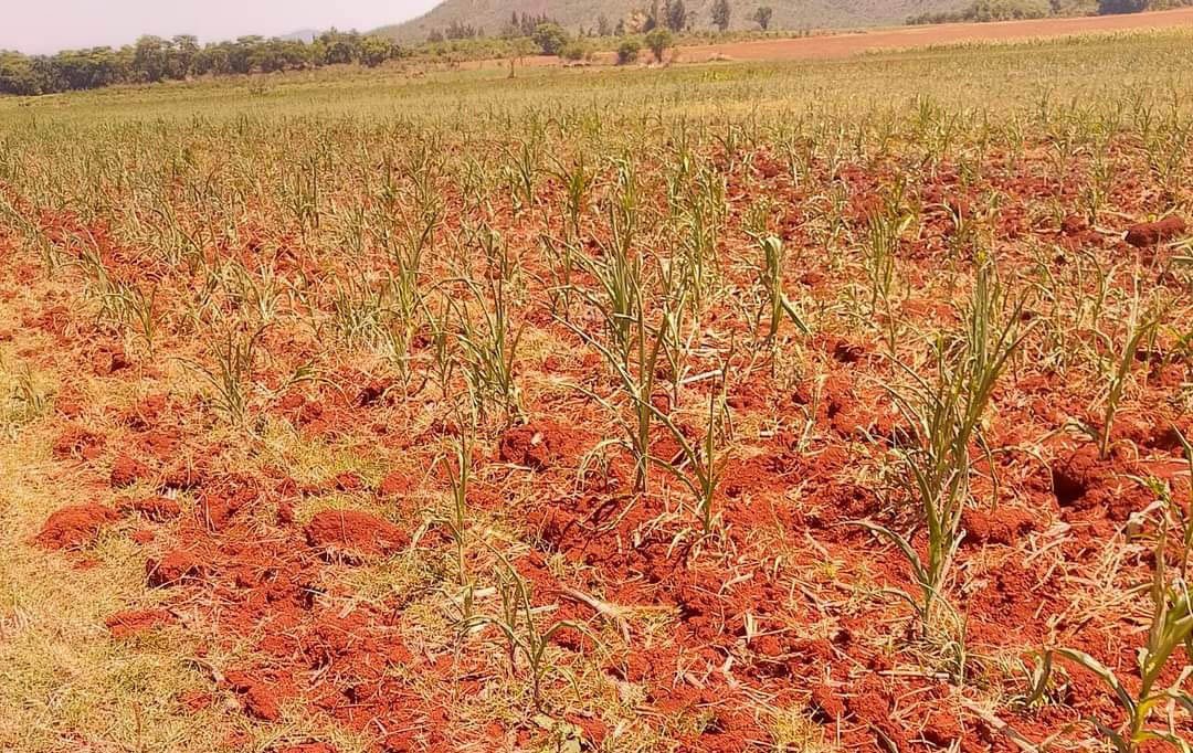 Concerns Arise Over Food Distribution Amid Zimbabwe's Looming Drought Crisis | Report Focus News