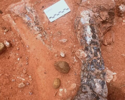 Musankwa sanyatiensis leg bones as they were discovered in the ground on Spurwing Island Lake Kariba Zimbabwe | Report Focus News