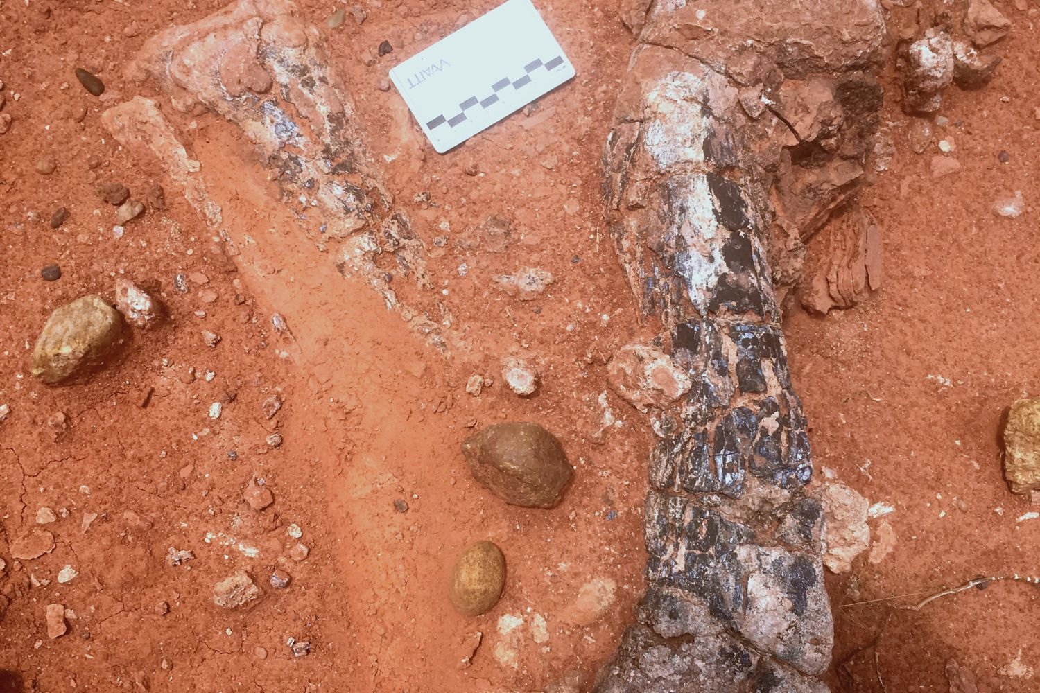 Musankwa sanyatiensis leg bones as they were discovered in the ground on Spurwing Island Lake Kariba Zimbabwe | Report Focus News